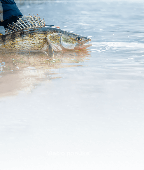 Prívlač na dravce z člna